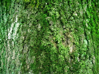 モミジバフウの幹