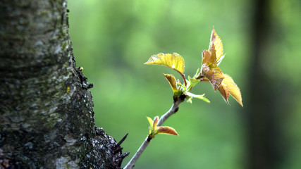 Young branch on a green background. Cherry branch with red-orange leaves on a blurry rear green background
