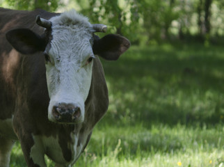 Cow on a green meadow looks at the camera. Head of cow over summer meadow