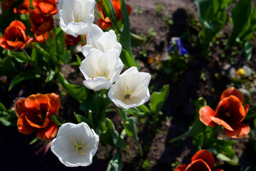 Several blossoming tulips.