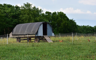 A moveble Chicken coop in summer © Blessings Captured