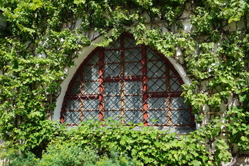 von Weinreben umranktes gotisches Fenster, München, Germany