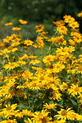 Fototapeta premium Flowers heliopsis blooms in the garden