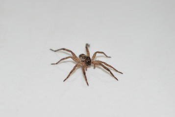 Macro photo of a brown wolf spider on a shiny white background