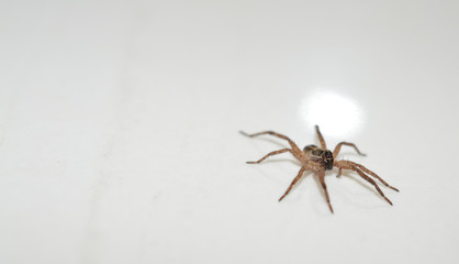 Macro photo of a brown wolf spider on a shiny white background