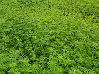 green canabis on marihuana field farm