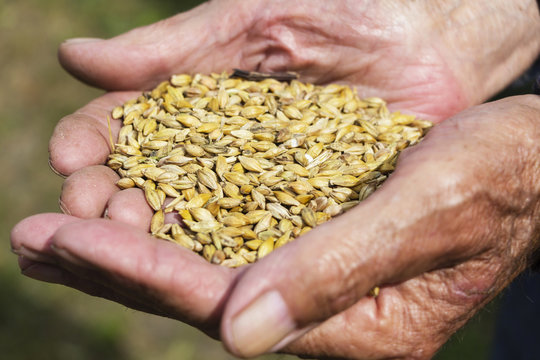 the old hands of a farmer holding a handful of grain. Healthy diet. Agriculture.