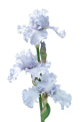 Papier Peint photo Iris bunch of three silver light blue iris flowers isolated on white background