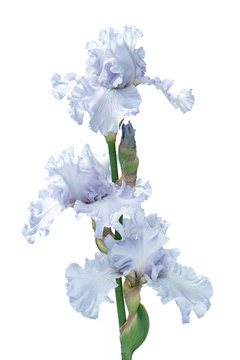 bunch of three silver light blue iris flowers isolated on white background