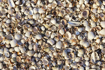 seashells background