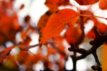 Autumn beautiful bright background. Colorful leaves, copy space