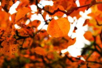Autumn beautiful bright background. Colorful leaves, copy space