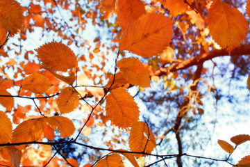 Autumn beautiful bright background. Colorful leaves, copy space