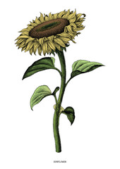 Fototapeta premium Sunflower hand drawing vintage clip art isolated on white background