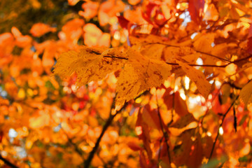Autumn beautiful bright background. Colorful leaves, copy space
