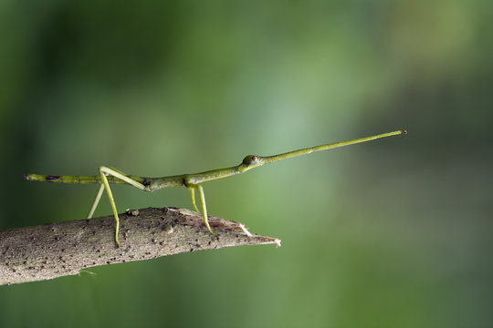 Stick insect on a branch