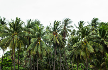 Obraz na płótnie Canvas Green lush coconut tree Thong ching beach forest in Khanom, Nakhon Si Thammarat, Thailand