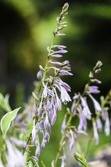 A purple funkia blooming in the garden in the summer.