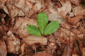 Para rubber plant leaf on ground covered with dry leaves in forest