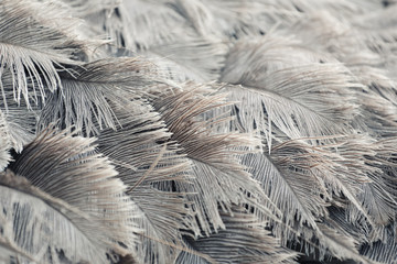 Struisvogelveren van grijze kleur.