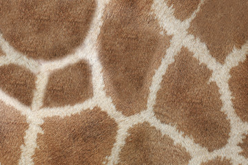 Surface of Giraffe Leather skin background.
