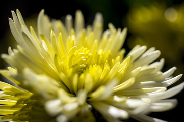 Macro fotografia di un fiore di crisantemo giallo