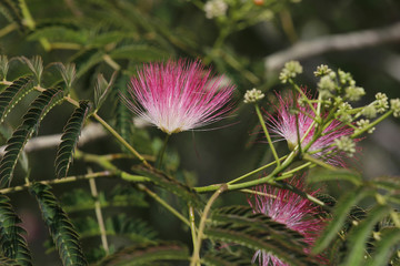 Seidenbaum (Albizia julibrissin), Blüten