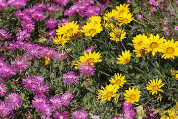 Blumenbeet im Garten