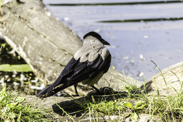 Hot day. Hooded  crow (Corvus cornix) looks at the pond water. Site about birds, animals, natural...