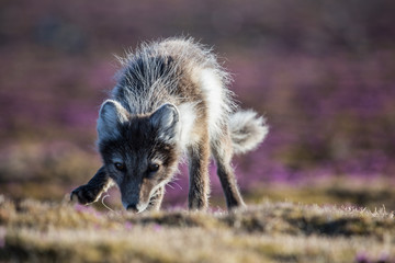 Lis polarny w wiosennej szacie © blackspeed