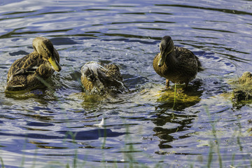 Hot day. Hooded  crow (Corvus cornix) looks at the pond water. Site about birds, animals, natural phenomena.