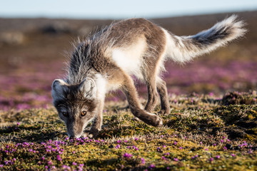 Lisie lato w Arktyce © blackspeed