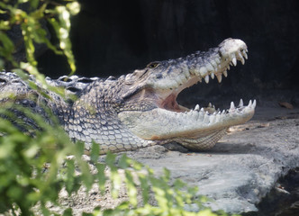 Crocodile. The crocodile is a predator activated at night. Crocodiles live in subtropical and...