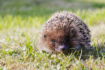 West european hedgehog europaeus on a green meadow.