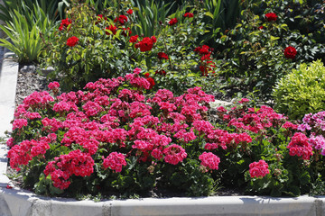 Fototapeta na wymiar Geranien (Pelargonien) im Blumenbeet