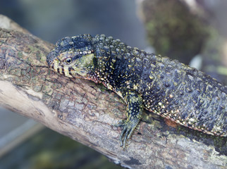 Chinese crocodile lizard. It occurs only in cold forests in southern China and Northern Vietnam. Hunts insects, snails, tadpoles and worms. Rare and little-known lizard.
