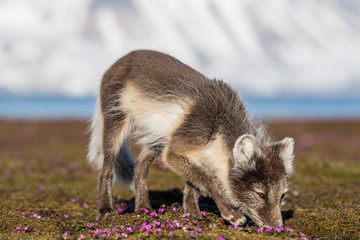 Lis polarny w wiosennej szacie © blackspeed