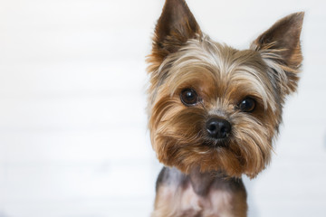 Dog Yorkshire Terrier close-up on white background