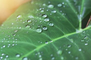 Drop of dew on leaf with sun light