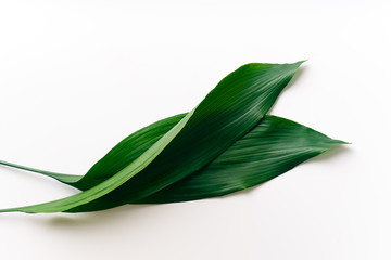Palm leaves on white background with copy space