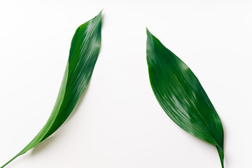 Palm leaves on white background with copy space