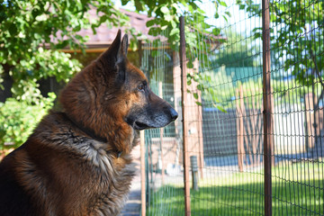 german shepherd guard dog sitting behind a fence