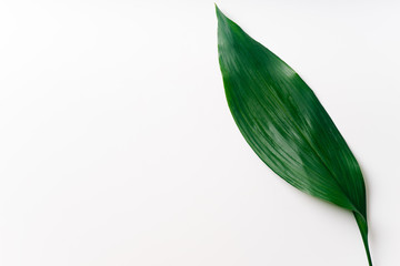 Palm leaves on white background with copy space