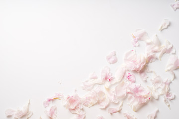 Obraz na płótnie Canvas Pink peony petals flat lay on white background with copy space