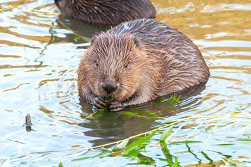 Beaver kid sits full-face in water near riverside and nibbles willow branch. Moscow, Russia.   © shujaa_777