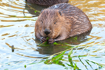Beaver kid sits full-face in water near riverside and nibbles willow branch. Moscow, Russia.   © shujaa_777