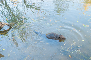 Beaver swims in water near riverside. Moscow, Russia.
