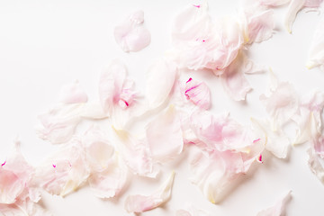 Pink peony petals pattern on white background