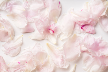 Fototapeta na wymiar Pink peony petals pattern on white background