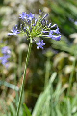 Bell African lily